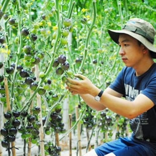 Hạt giống cà chua bi đen loại dễ trồng. túi 10 hạt
