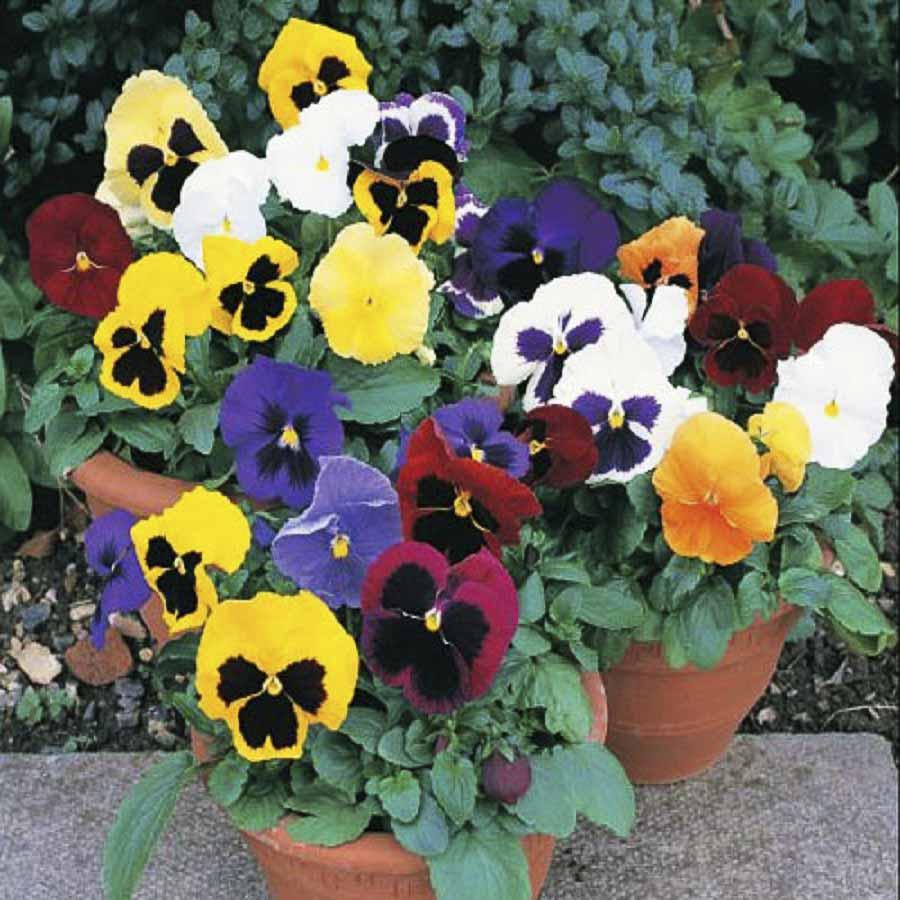 Gói 100 Hạt giống hoa Pansy Mix (tặng gói kích nẩy mầm và hướng dẫn)