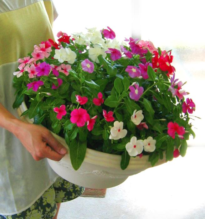 Gói 50 Hạt giống Dừa cạn rũ mix (tặng gói kích nẩy mầm và hướng dẫn)