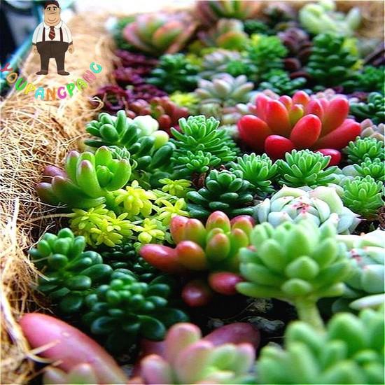 Hạt giống Sen đá Kim cương (gói 20 hạt)