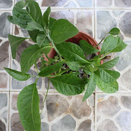 Lá Mật Gấu Tấn Phát loại 1kg