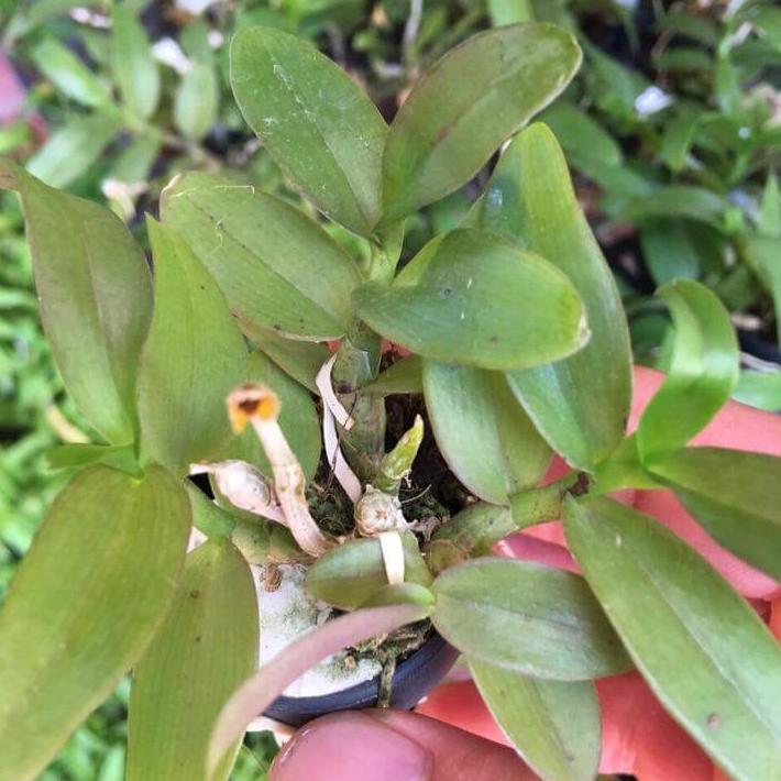 Phi điệp lai trầm hồng long