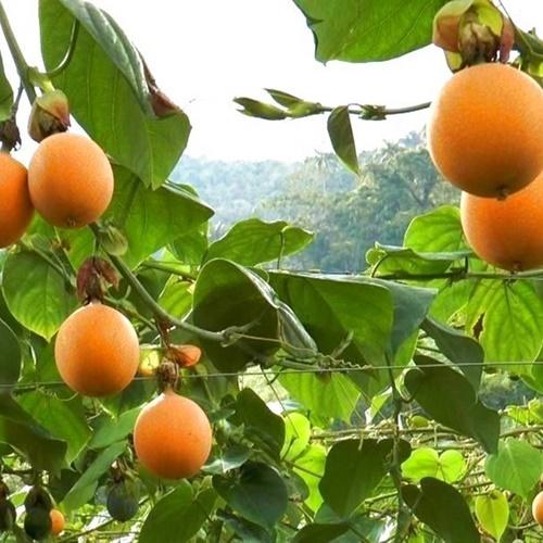 Hạt Giống Chanh Leo Ngọt Colombia Loại Dễ Trồng. Túi 10 Hạt