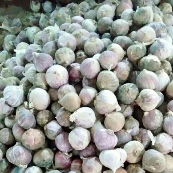 Combo 5kg tỏi.