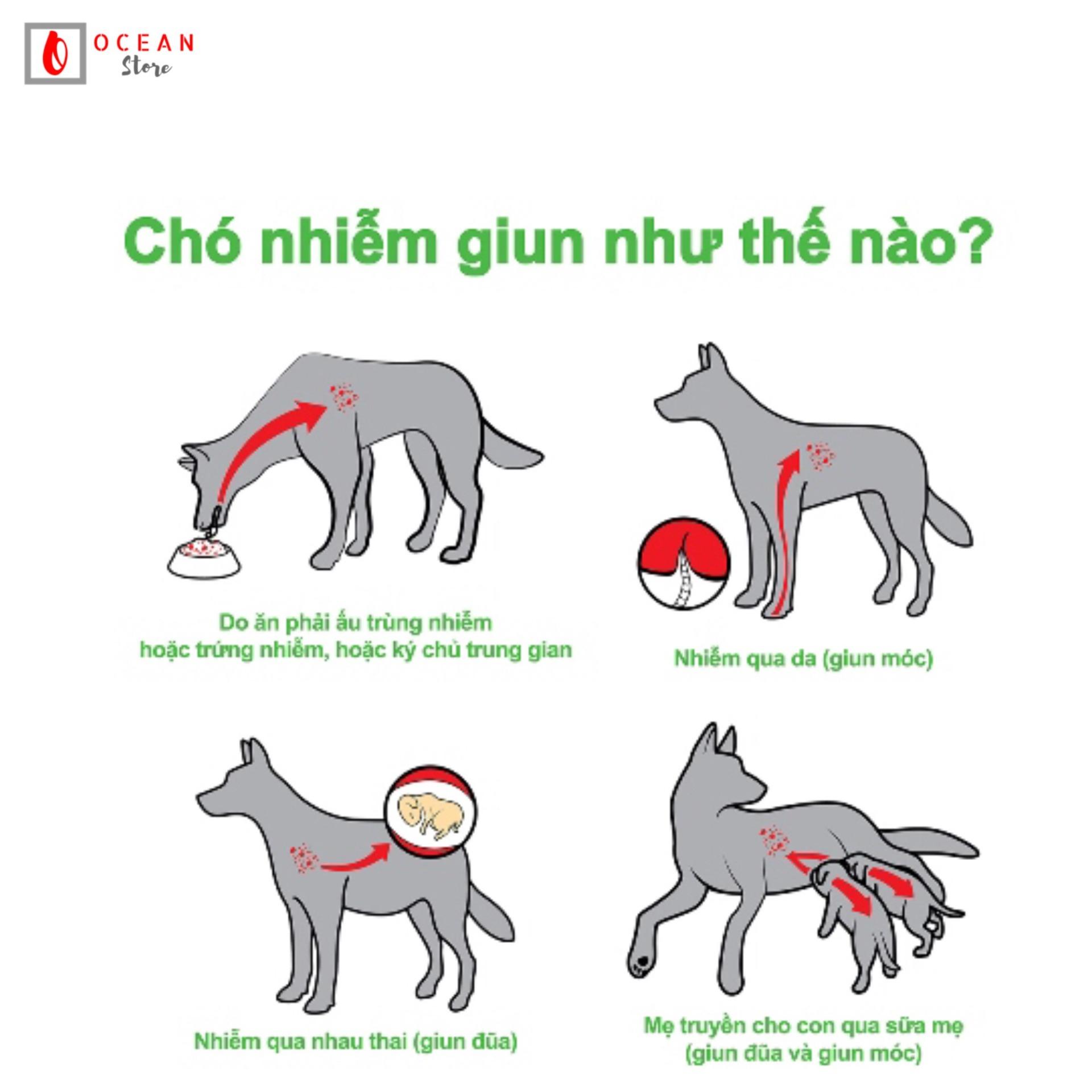 Thuốc tẩy giun sán cho chó lớn - Bayer Drontal Plus ( 1 vỉ X 6 viên)
