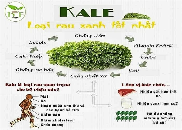 [HCM]Hạt Giống  Cải Lá Xoăn Tím -KLT 10gram .
