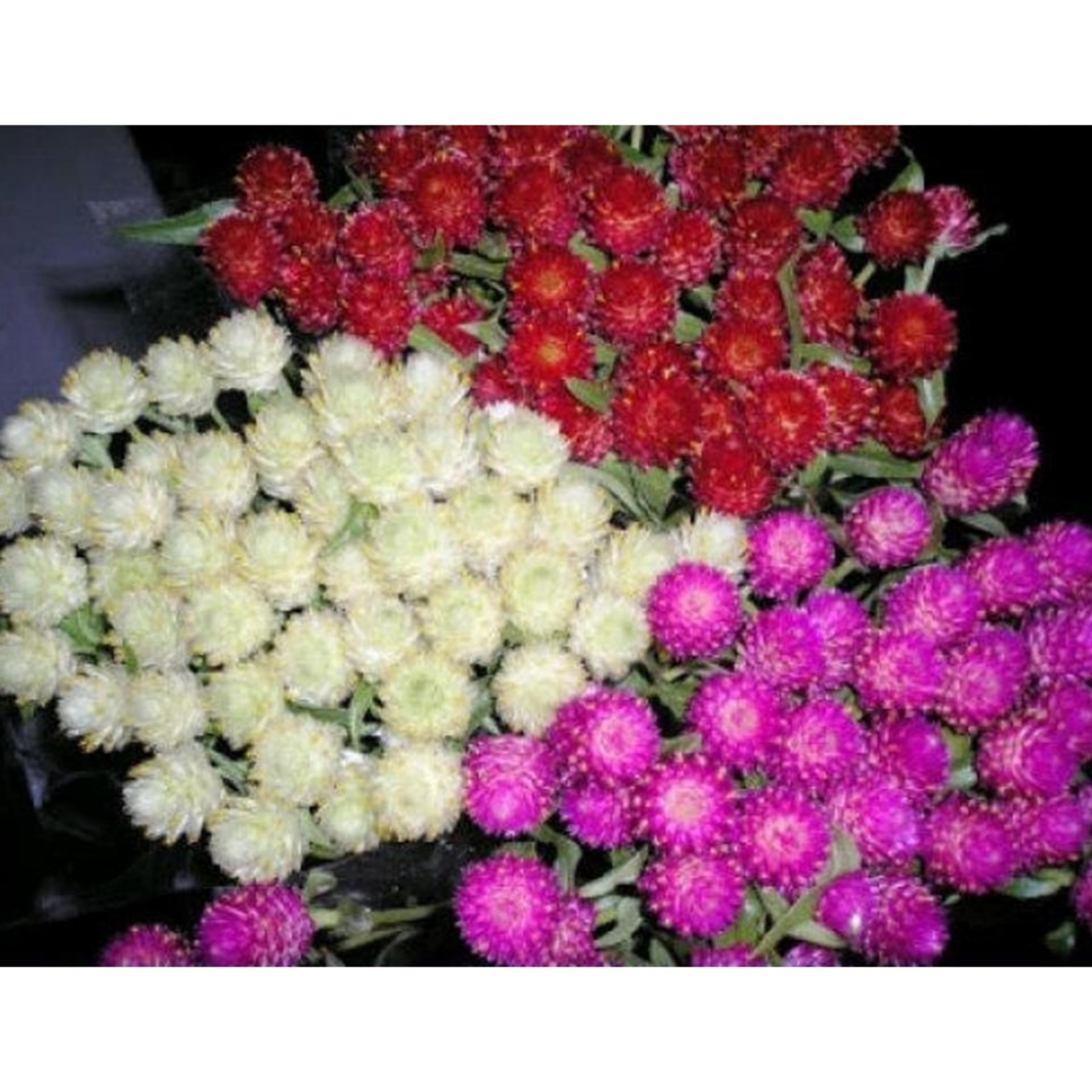 Hạt giống hoa Cúc nút áo mixed