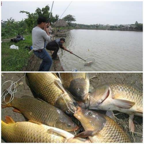 Mồi Câu Cá Tổng Hợp Dạng Viên