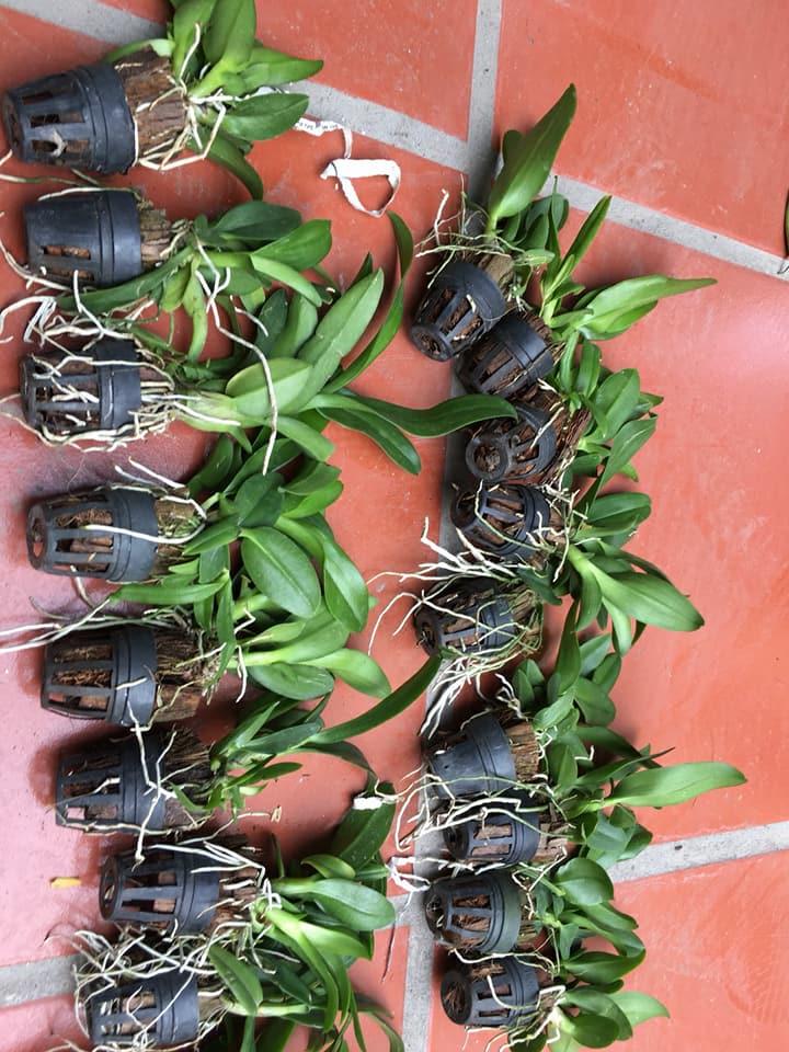Denro Cốc giống nhiều màu( COMBO 6 CHẬU 6 MÀU)
