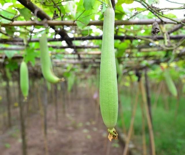 Hạt giống cây mướp hương Thái Lan đời F1, gói 15 hạt