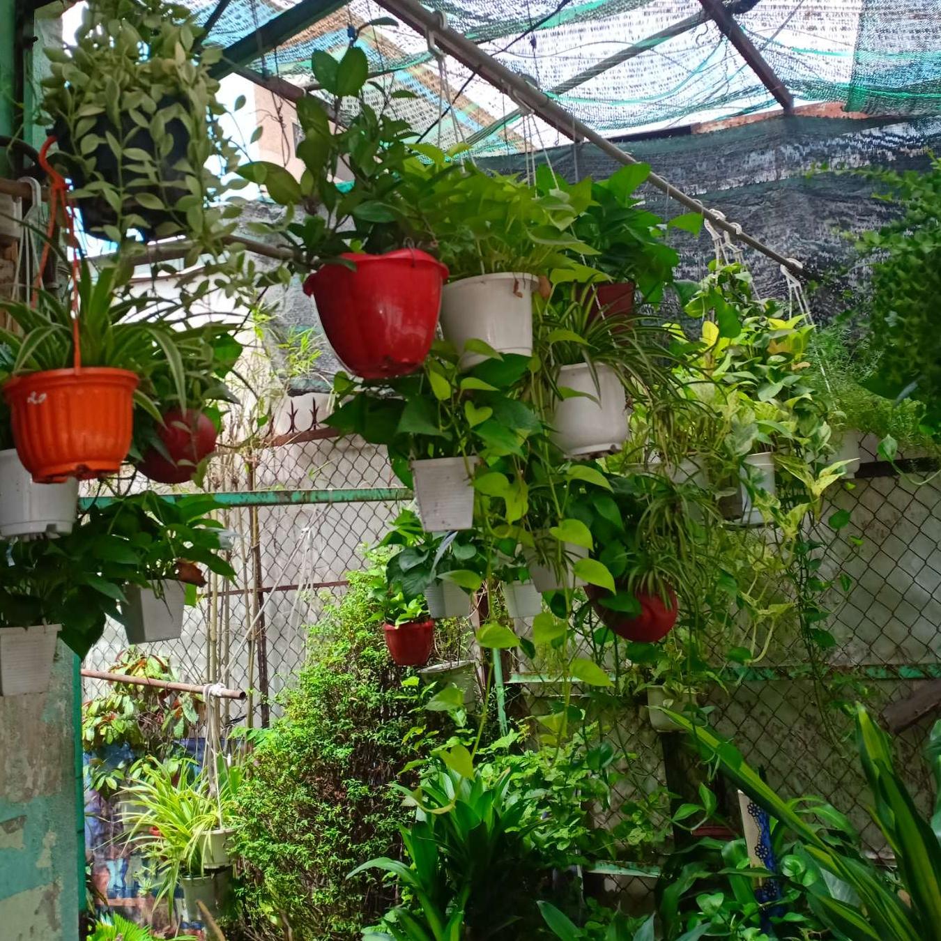 [HCM]Trầu Bà Ta - Trầu Bà Thái Lan