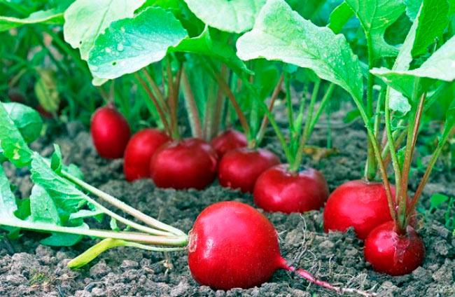 Hạt Giống Củ Cải Đỏ Tròn Baby Nhật Bản Dễ Trồng, Nhanh Thu Hoạch (Gói 2 gam ~ 200 hạt)