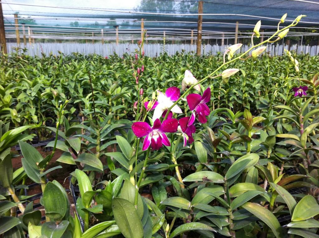 5 pack Dissolve filter bag for flowering orchid (490g / pack)