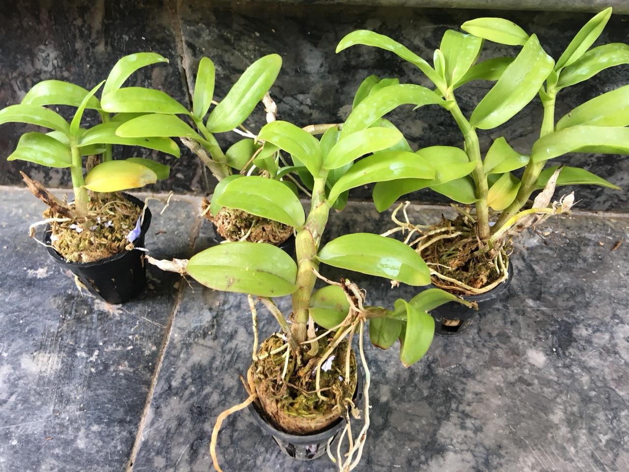trầm hồng nương Lai trầm siêu tím ( den nestor pink girl x Den nestor )