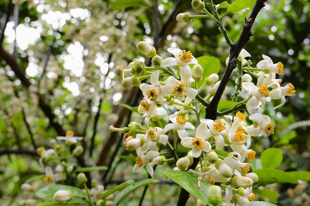 THIOUREA 99 THIRABONG (Thioirea 99%=sure 99) Đánh thức mầm ngủ (phá hủy miên trạng) của chồi ngủ (mầm chồi, lá, hoa) giúp cây ra tược đồng loạt, ra hoa trái vụ