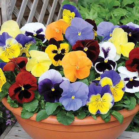Gói 100 Hạt giống hoa Pansy Mix (tặng gói kích nẩy mầm và hướng dẫn)