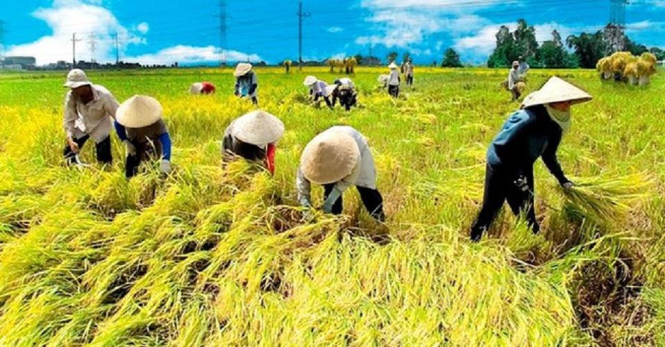 [COMBO] LƯỠI + LỒNG gặt lúa cho máy cắt cỏ cầm tay