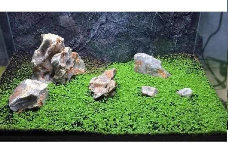 Hạt giống cây thủy sinh cây trân châu thủy sinh