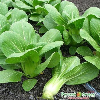 Gói 10g Hạt giống Cải Thìa