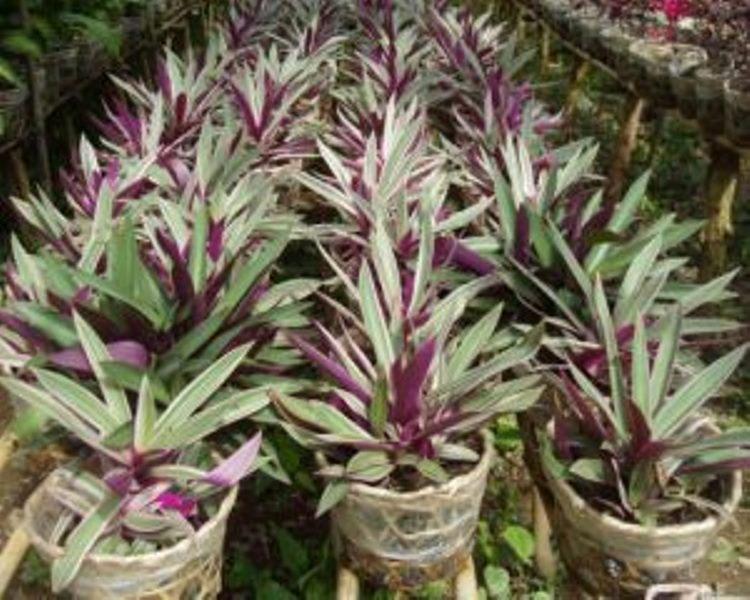 Cây lẻ bạn