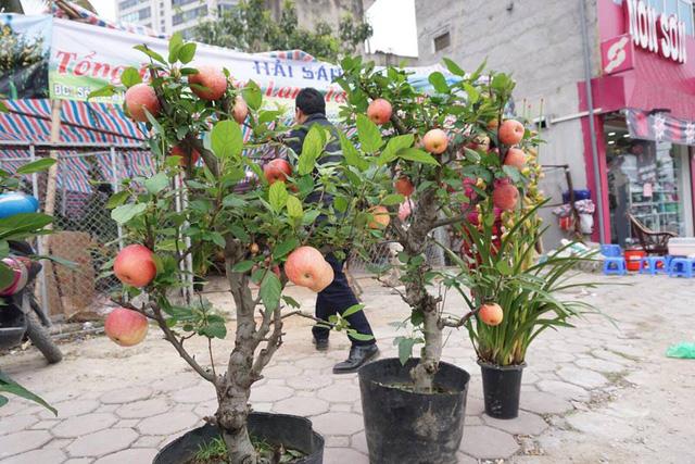 Hạt giống Táo đỏ LÙN, TRỒNG CHẬU (Gói 15 hạt)