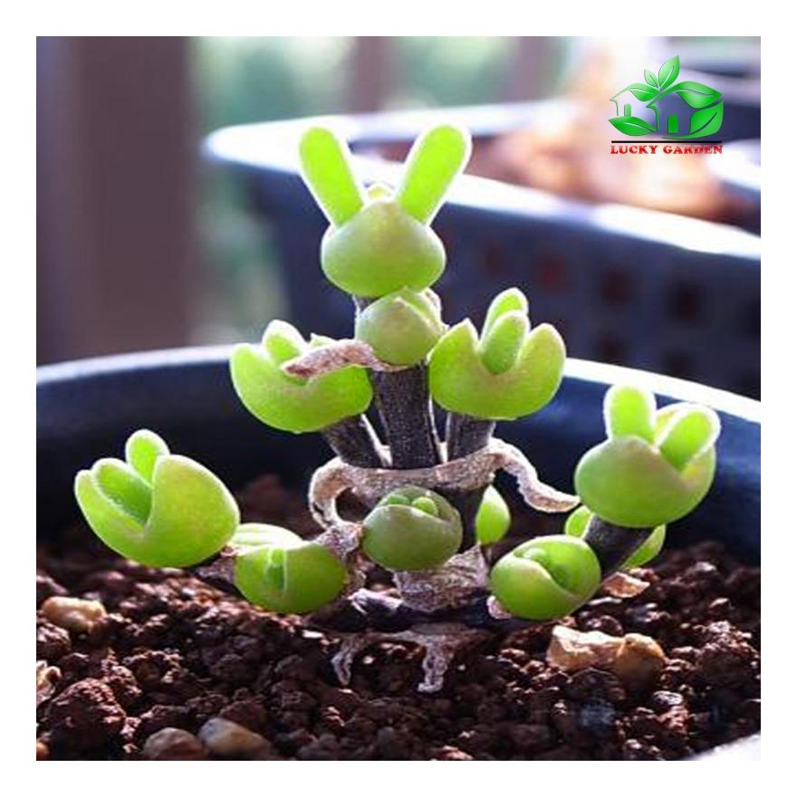 [HCM] Hạt Giống Hoa Tai Thỏ Mix  Đức - KLT  5 hạt .