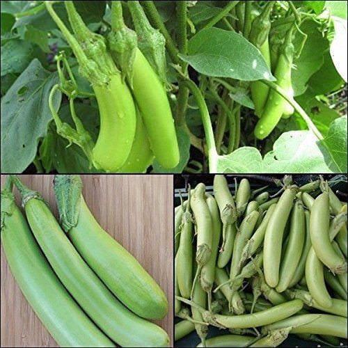 Hạt Giống Cà Xanh Mỡ Trái Dài Dễ Trồng