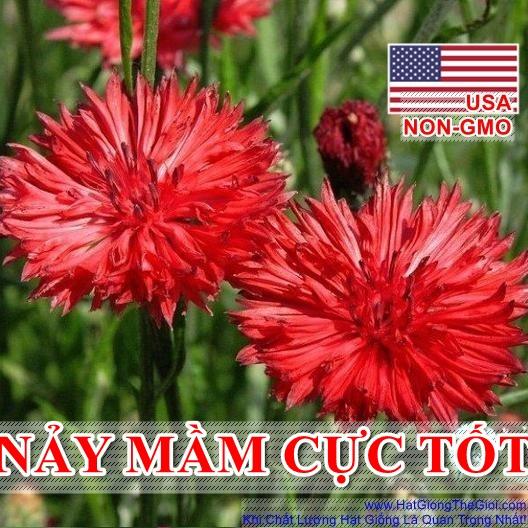 5Gr 1000.HAT Hạt Giống Hoa Trúc Mai Đỏ Cao 70cm (KD| -KD: B14*V14)