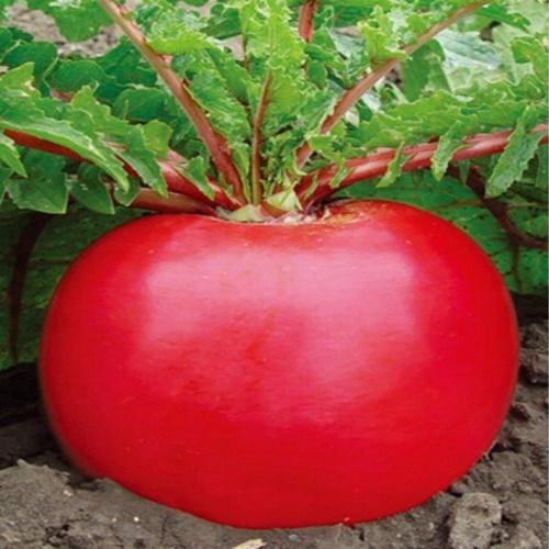 Hạt Giống Củ Cải Khổng Lồ Loại F1, Túi 10 Hạt Giá Khuyến Maij