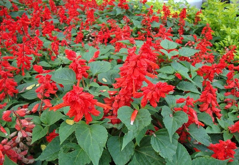 Hạt giống hoa xác pháo đỏ - 50 hạt