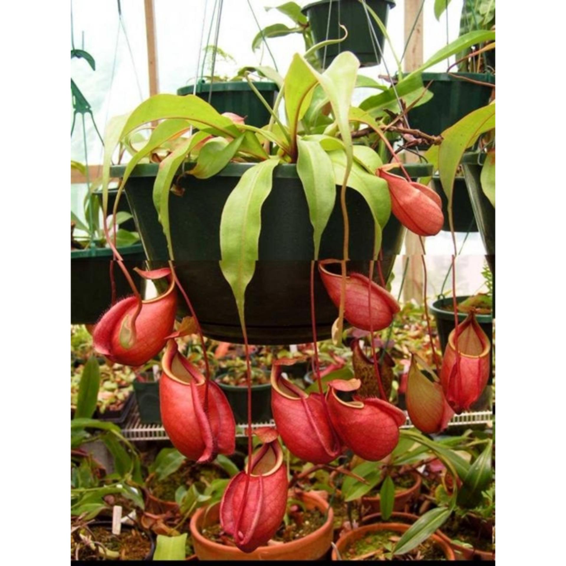 Hạt giống cây Nắp ấm