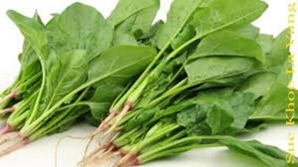 Hạt giống cải bó xôi (rau chân vịt) 20gr