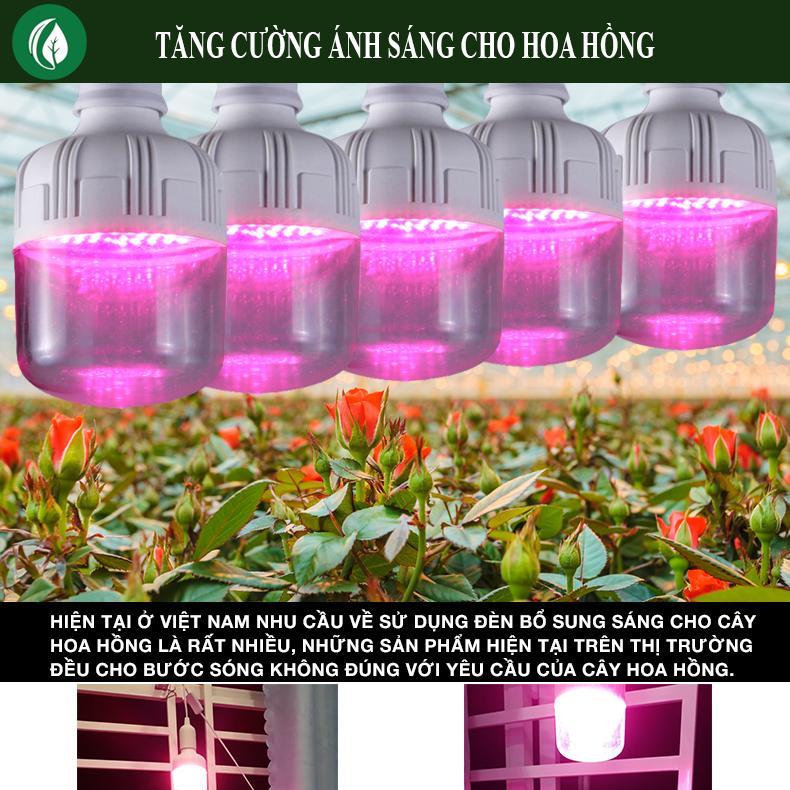 Bộ Đèn Led chiếu sáng cho cây Hoa Hồng + TẶNG Đui đèn chống nước Bộ 5 bóng