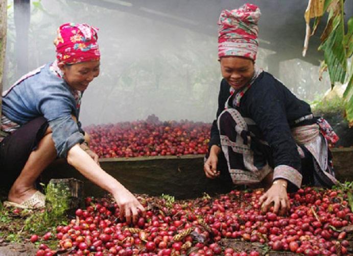 Thảo quả rừng 500g khô
