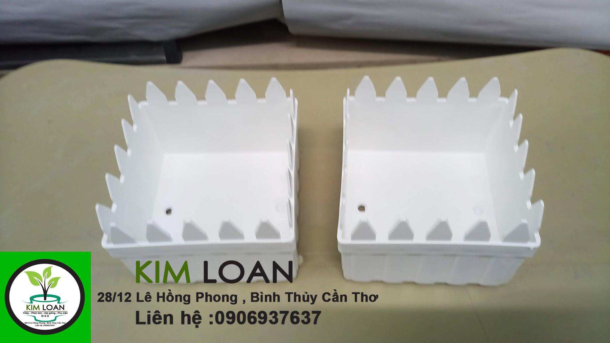 Chậu hàng rào mini 12x9cm