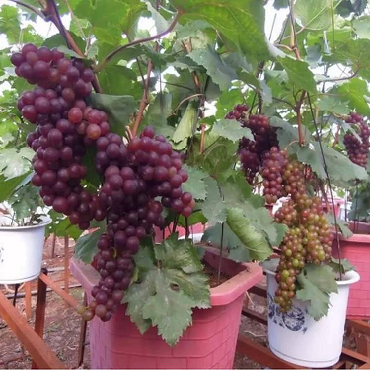 Gói 10 Hạt giống Nho pháp (tặng gói kích nẩy mầm và hướng dẫn)