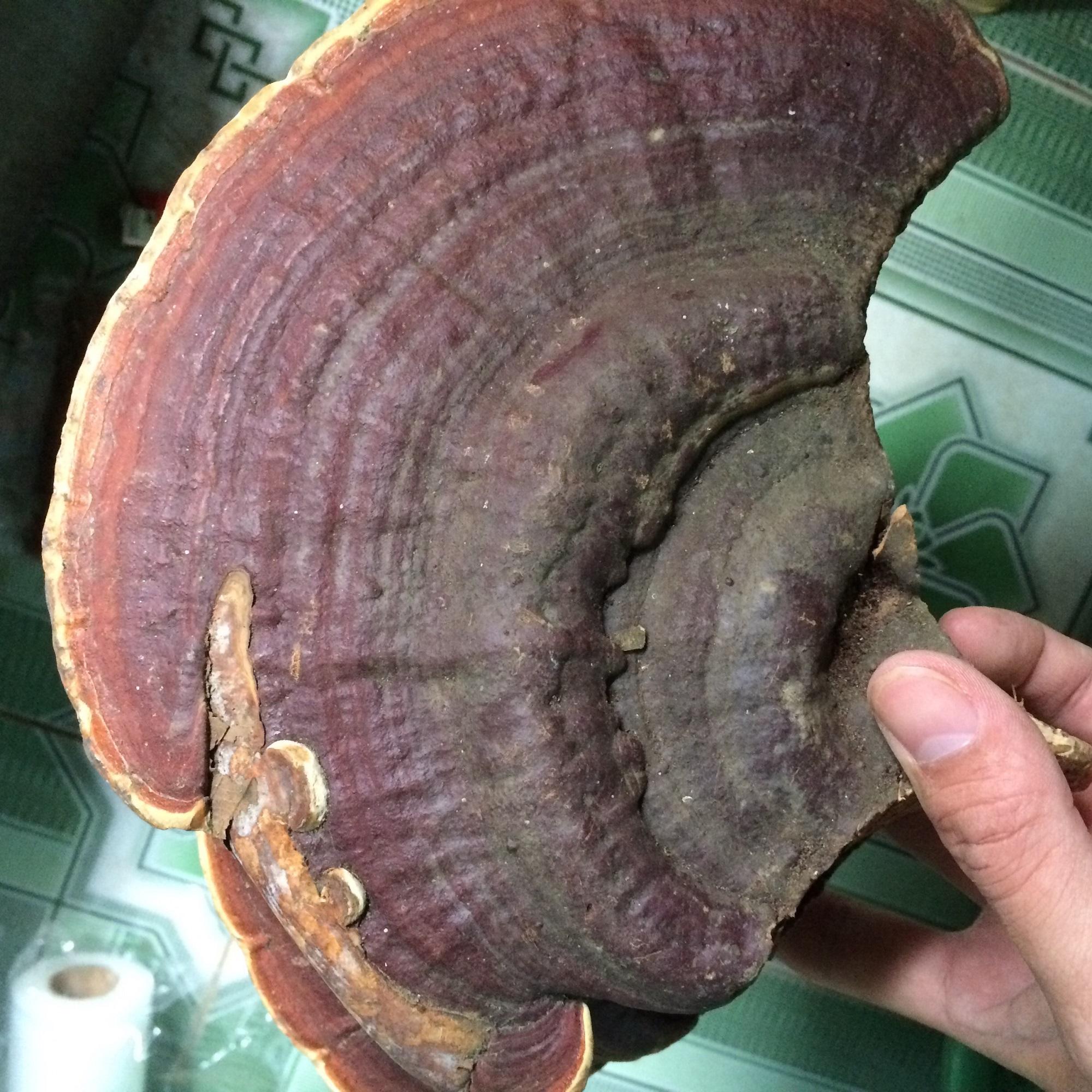 Nấm Linh chi rừng 500g khô