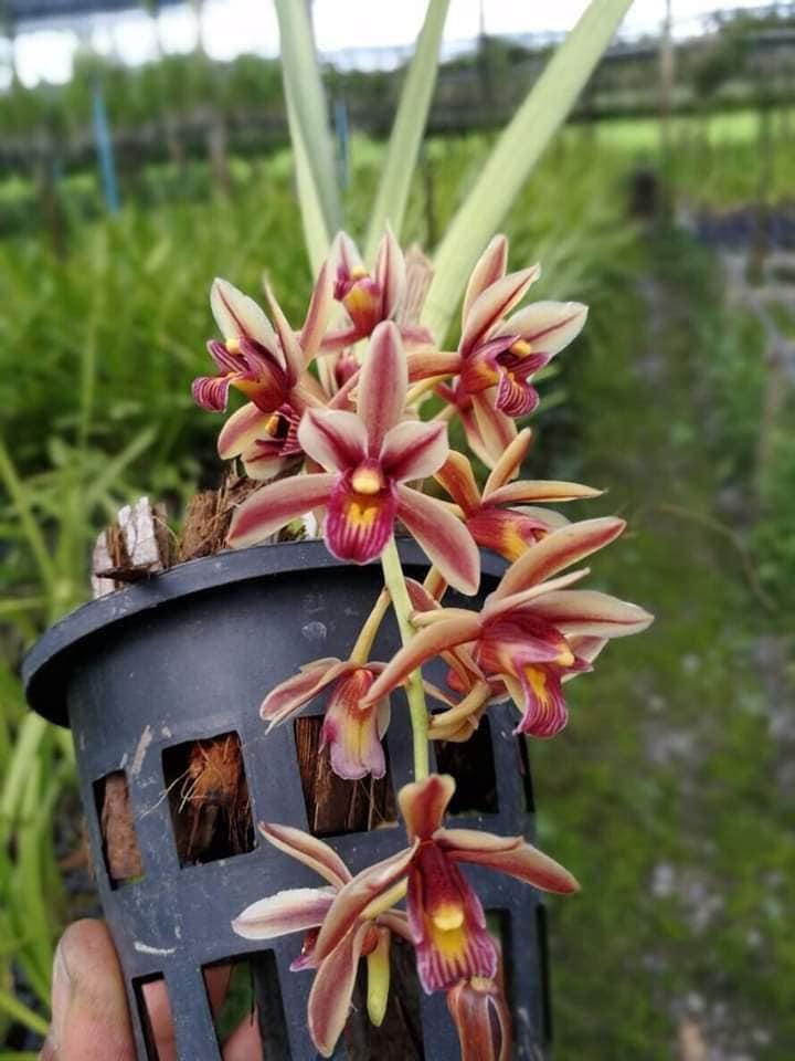 HOA LAN KIẾM ĐỎ VIỀN VÀNG BỤI LỚN NHIỀU THÂN