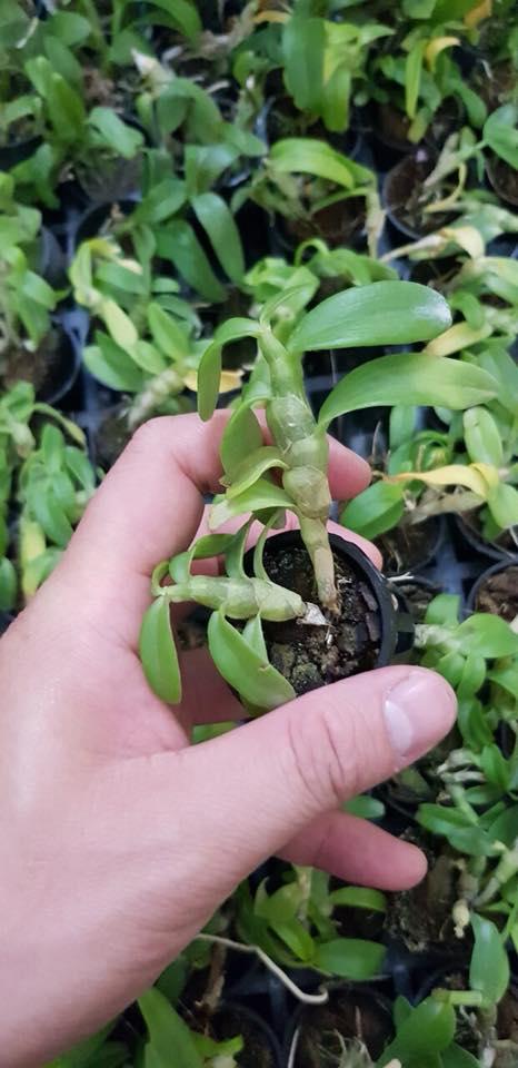 Trầm trắng giống
