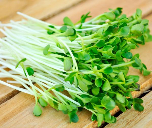 [HCM]Hạt giống cải mầm PN - 100g