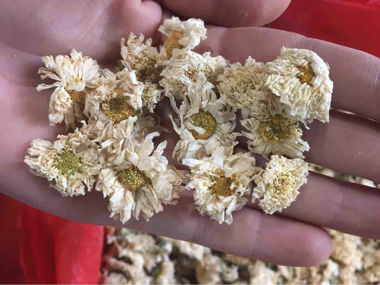 Trà hoa cúc trắng 0.5kg