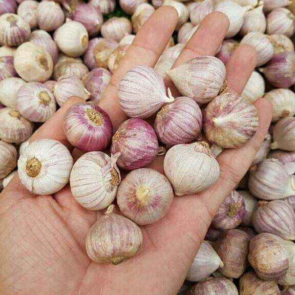 1kg tỏi cô đơn
