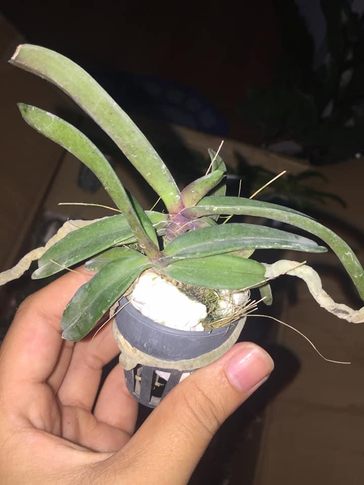 Lan giống ngọc điểm Cam lửa cốc 2 thân 2 cây