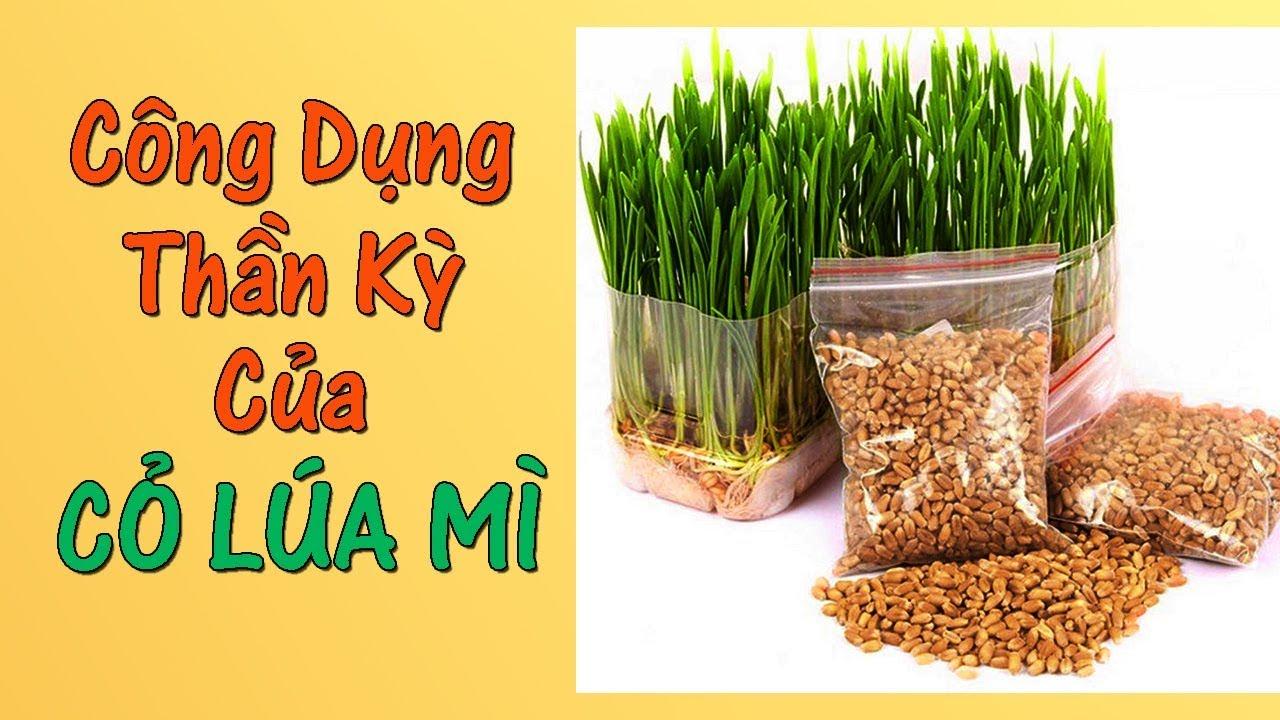 Hạt giống cỏ lúa mì (lúa mạch) 1Kg