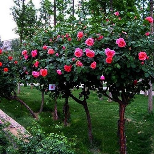 Hạt Giống Hoa Hồng Thân Gỗ, Túi 20 Hạt