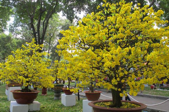9kg Bánh Dầu Đậu Phộng - Đã Qua Xử Lý