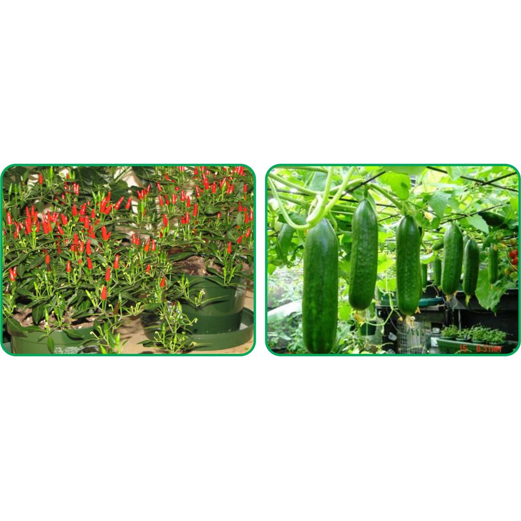 Dinh dưỡng thủy canh DƯA LƯỚI - Hydro Fruity