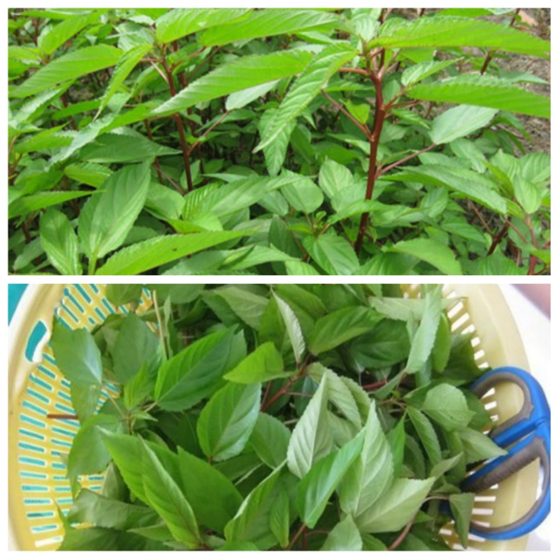 Hạt giống rau Đay đỏ cao sản
