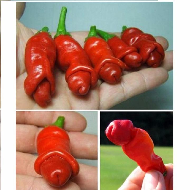 Hạt giống ớt cu tý - ớt peter - F1 gói 5 hạt xuất xứ Đức