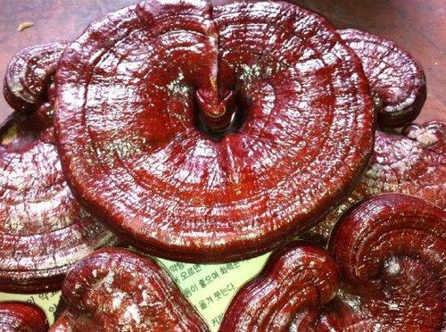 Nấm Linh Chi Đỏ Hàn Quốc 1kg (Nhập Khẩu)